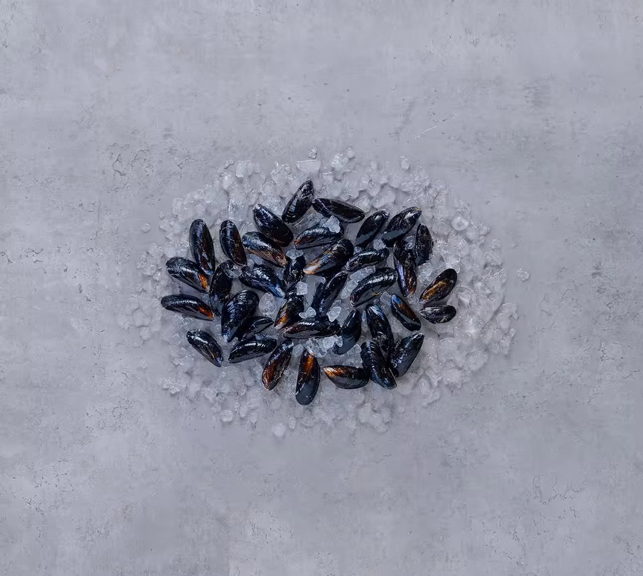Blue mussels on ice