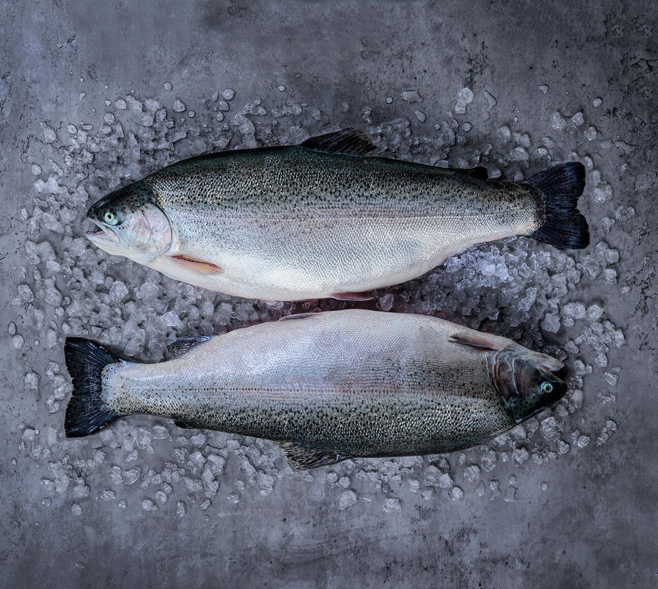 Norwegian fjord trout Seafood from Norway Seafood from Norway