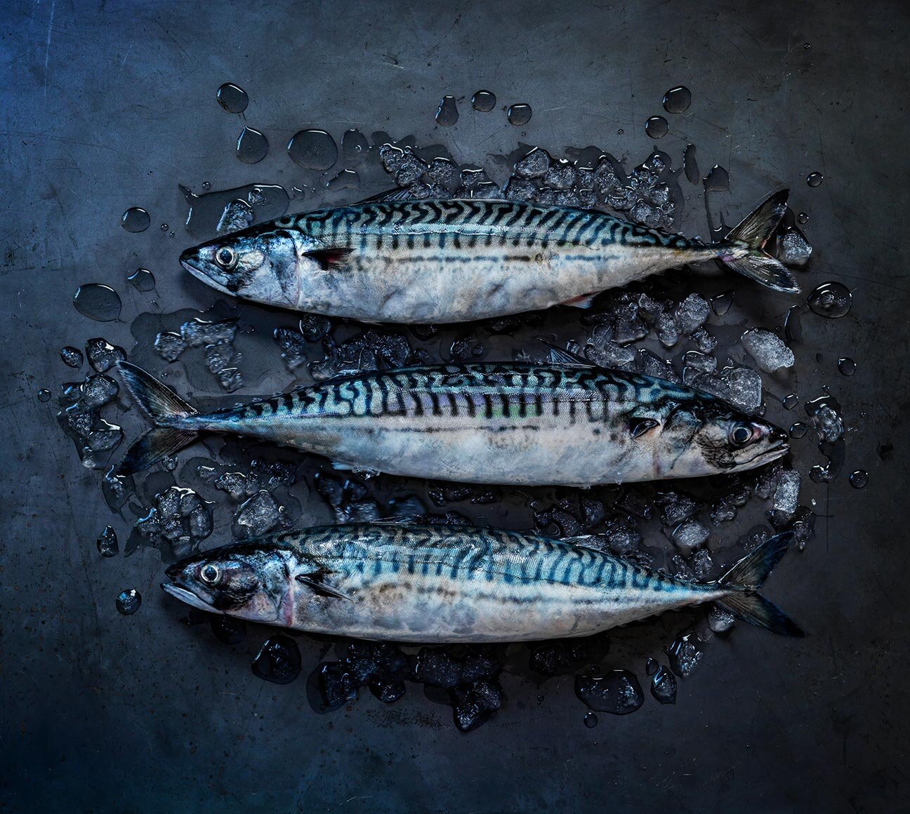 Norwegian mackerel