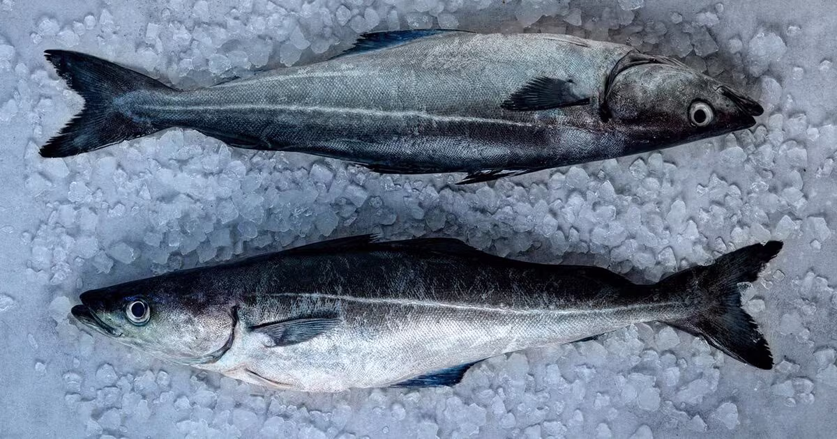 Norwegian saithe | Seafood from Norway | Seafood from Norway