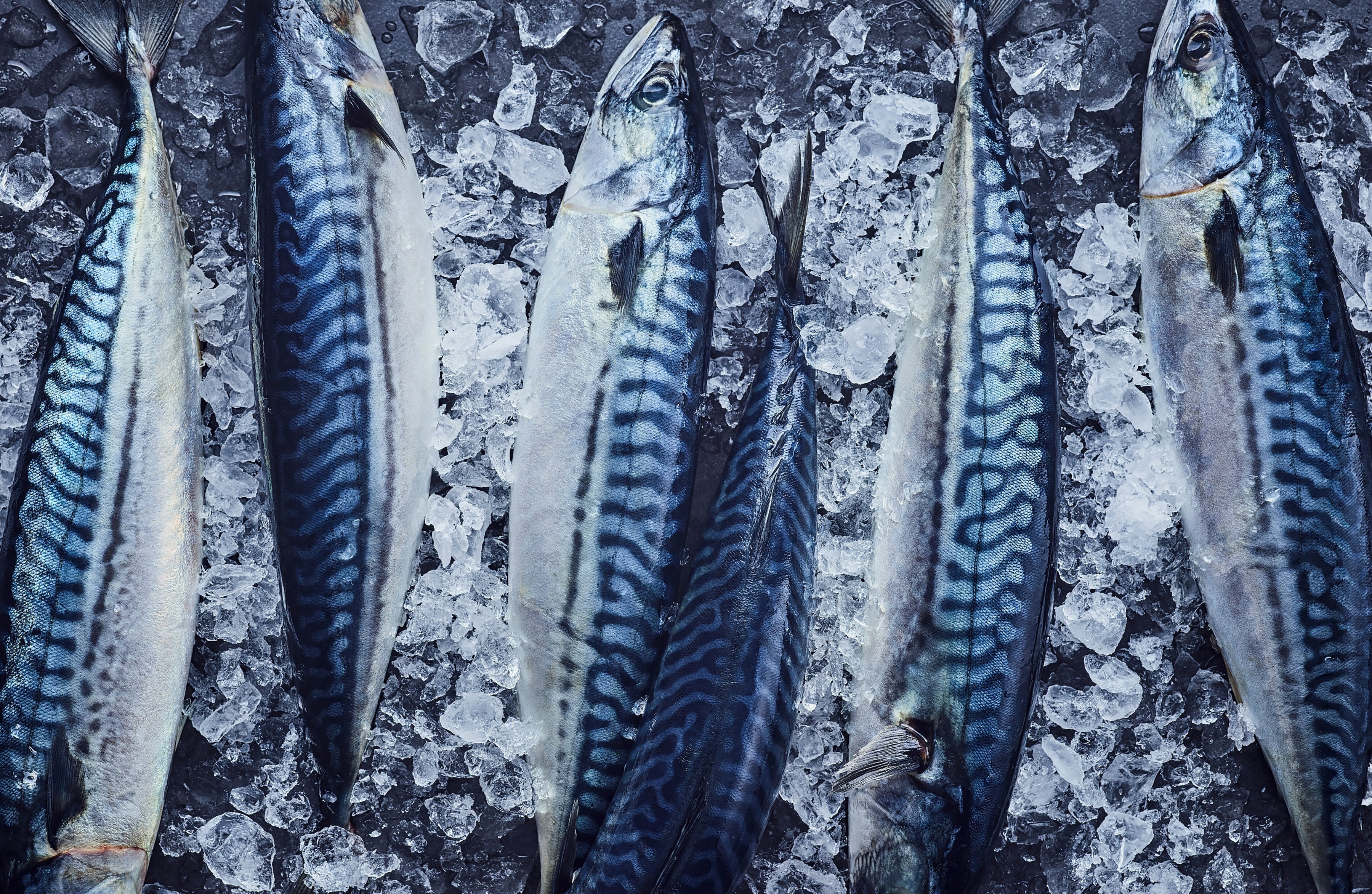 Norwegian Mackerel