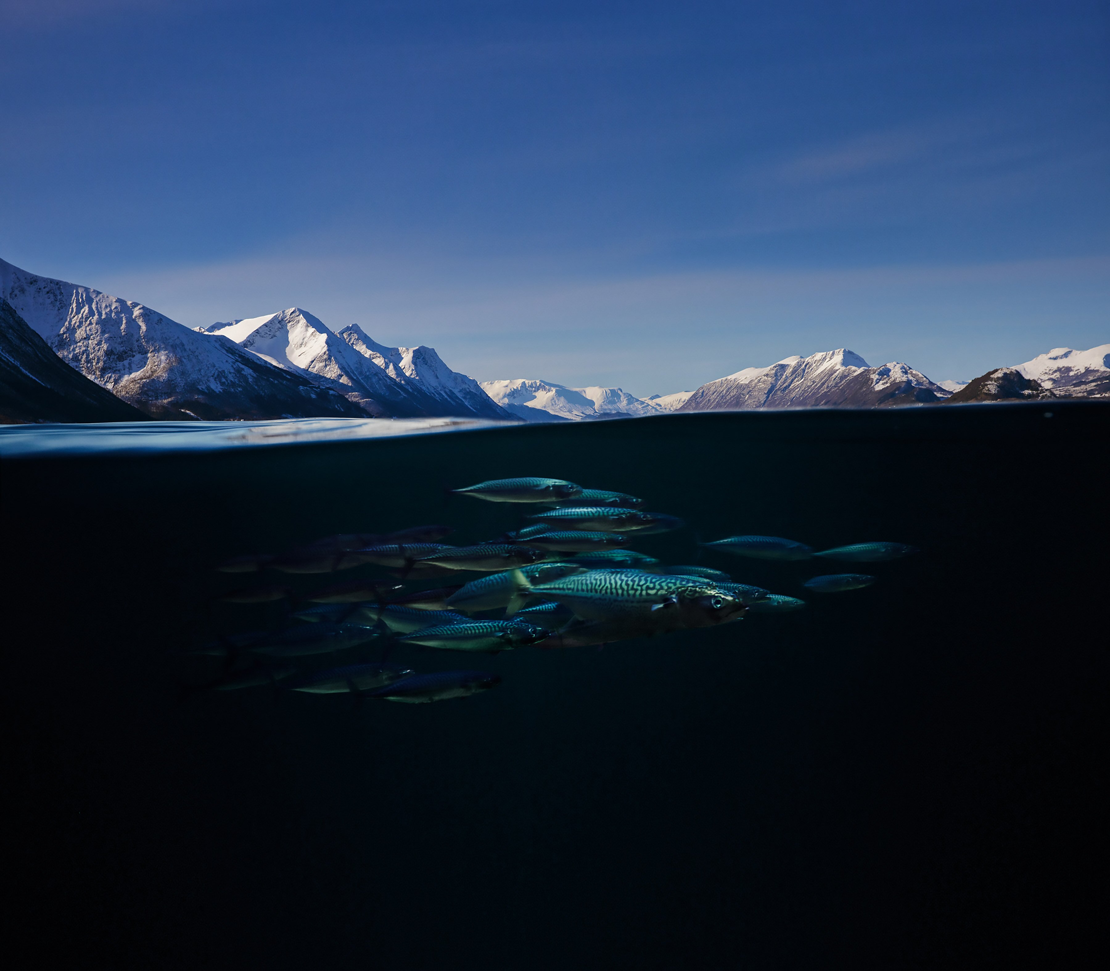 Mackerel under water